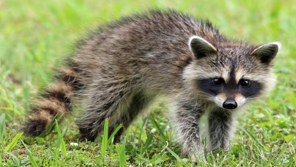 Wtoe Rabies Vaccine Drops Planned In Western NC | WKYK