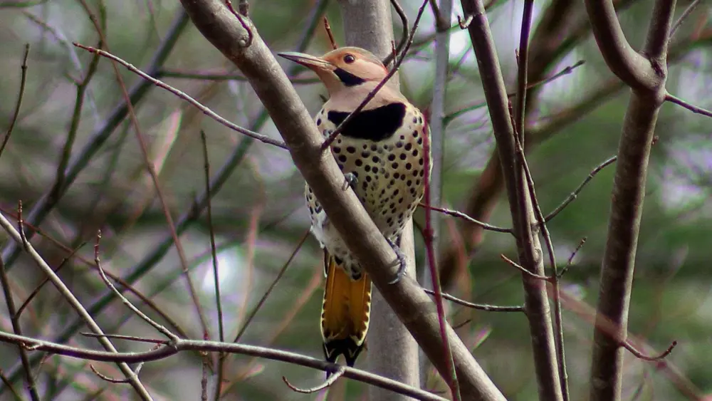 creator-gd-jpeg-v1-0-using-ijg-jpeg-v80-quality-82-37