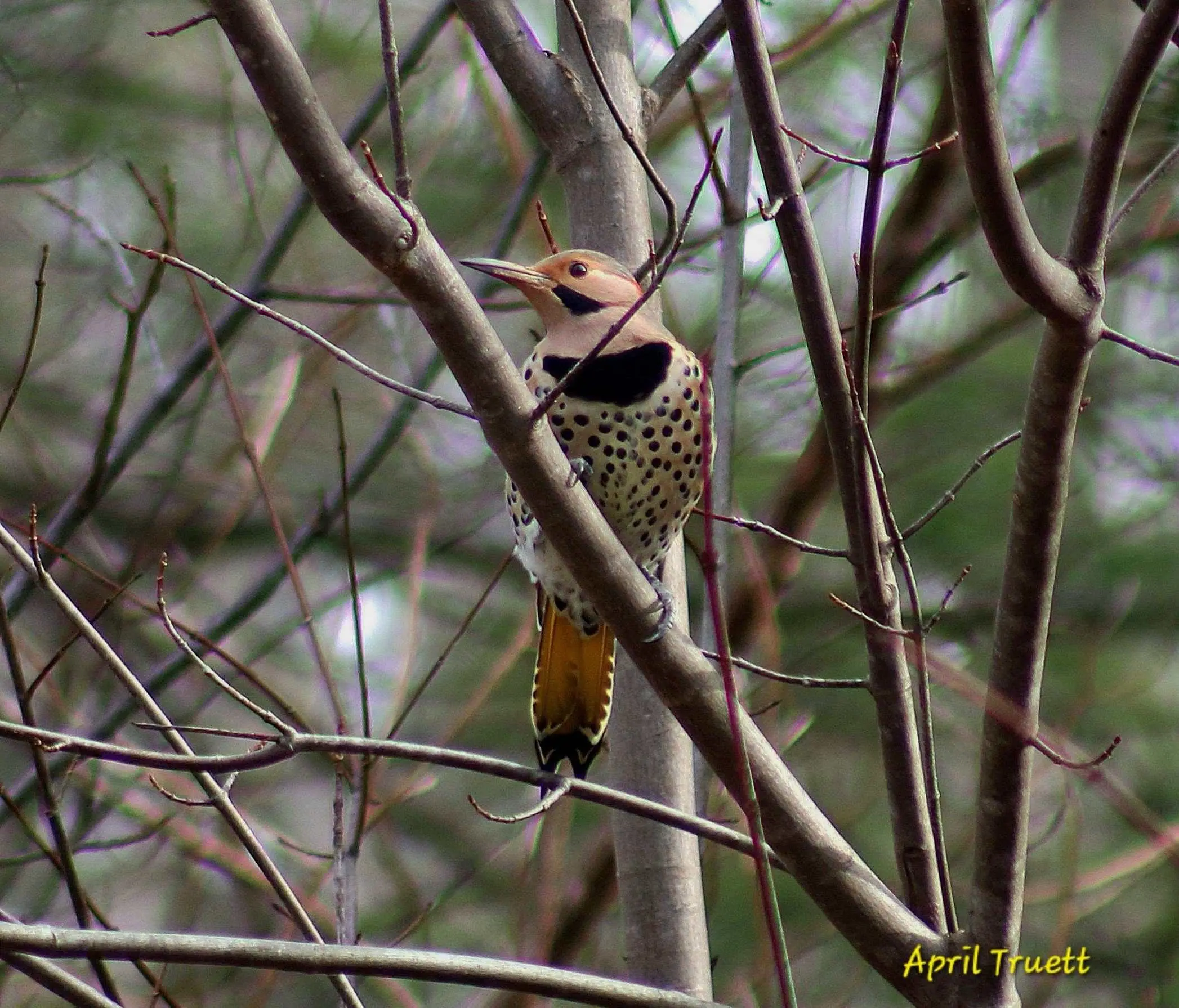 creator-gd-jpeg-v1-0-using-ijg-jpeg-v80-quality-82-37