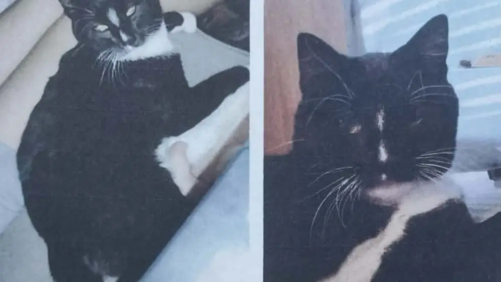 creator-gd-jpeg-v1-0-using-ijg-jpeg-v80-quality-82-38