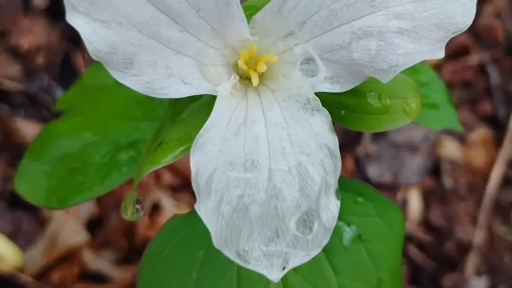 trillium-photo