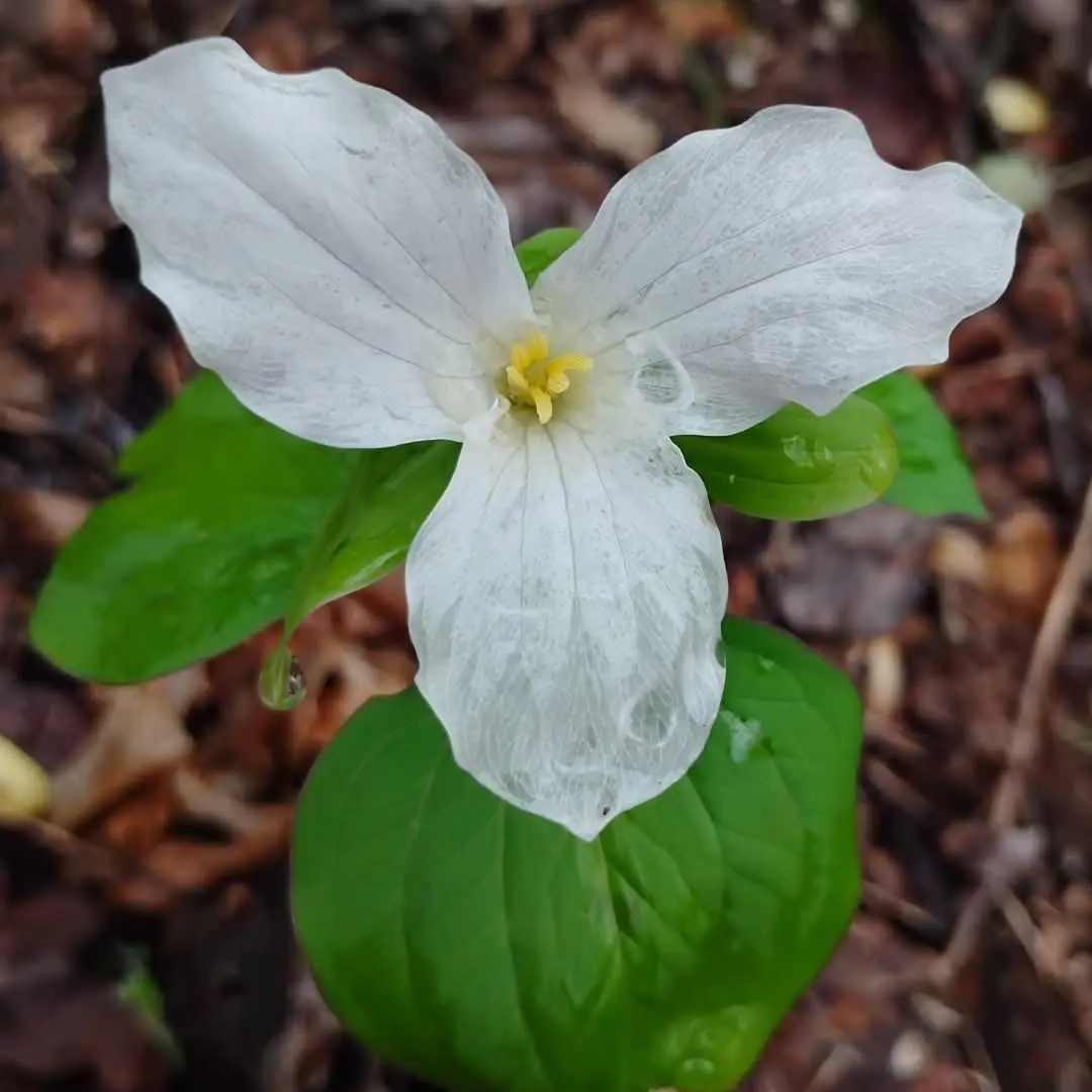 trillium-photo