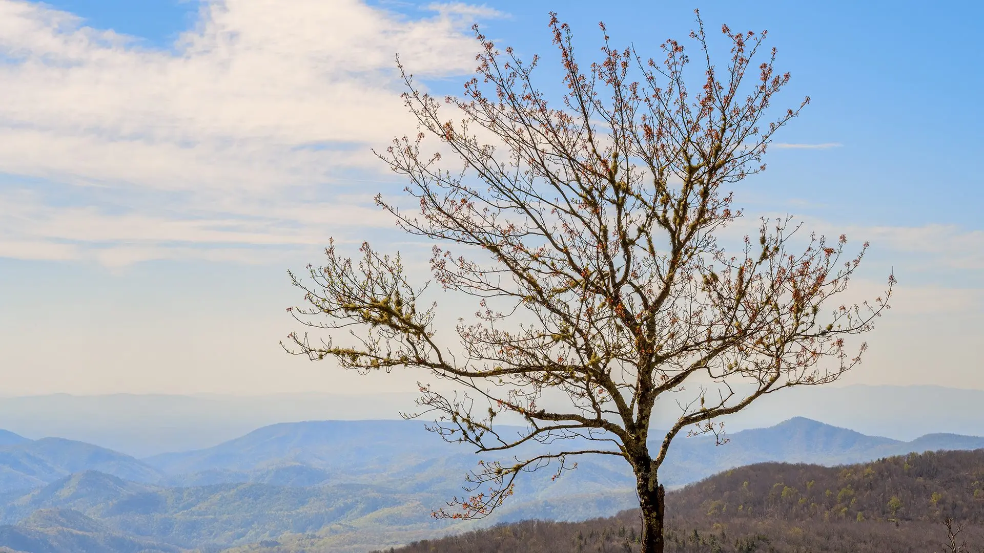 042425_gmsf_spring-color_spring-scenic_ss
