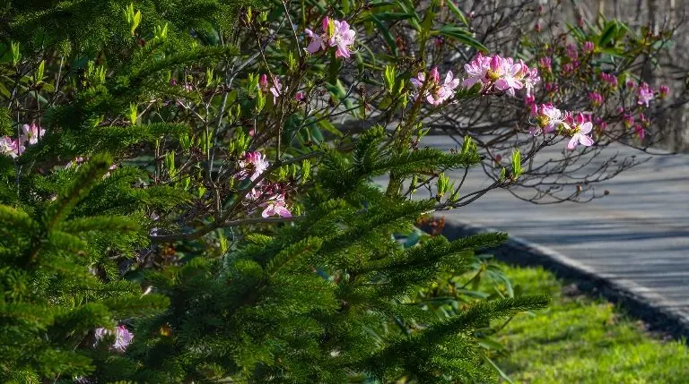 042826_spring-color_pink-shell-azalea-and-greenery_ss