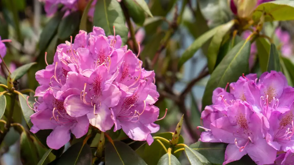gmsf_spring-color_catawba-rhododendron_et