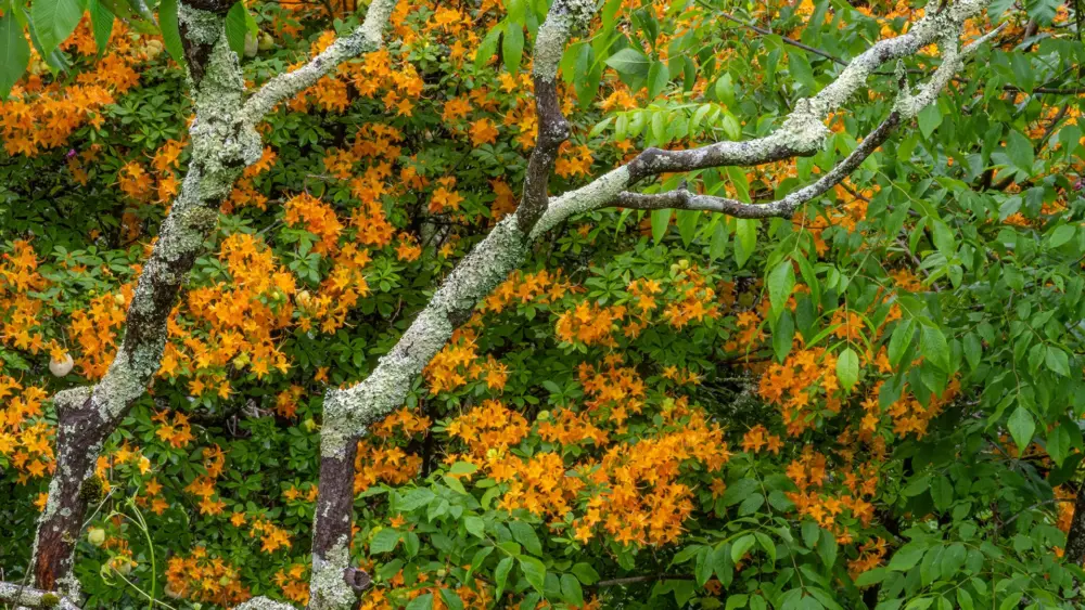 gmsf_spring-color_flame-azalea_ss