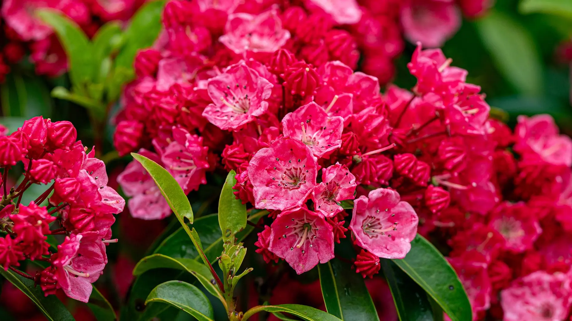 gmsf_spring-color_mountain-laurel-cultivar_lr-2