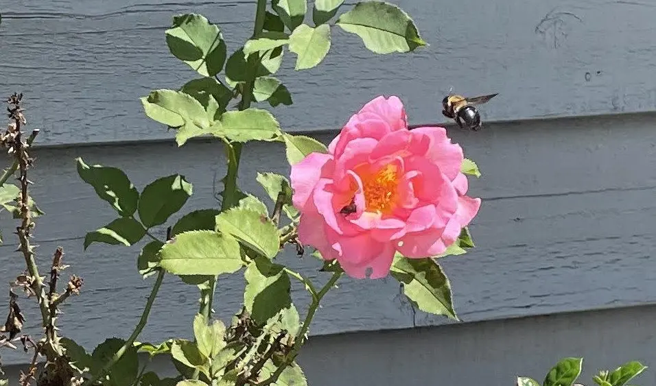 bee2