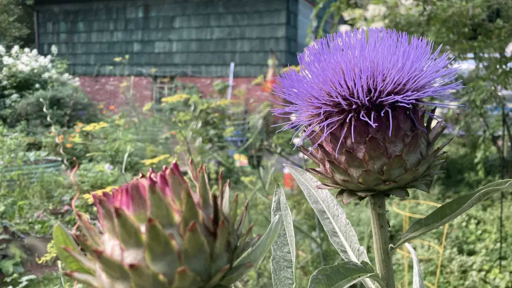 blooming-cardoons-ken-gilcrist