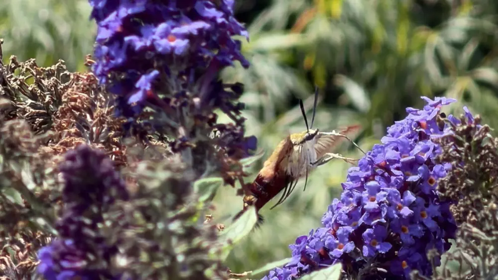 img_6256-2