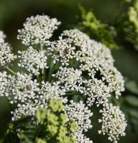 24122-poison-hemlock