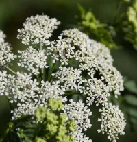 24122-poison-hemlock