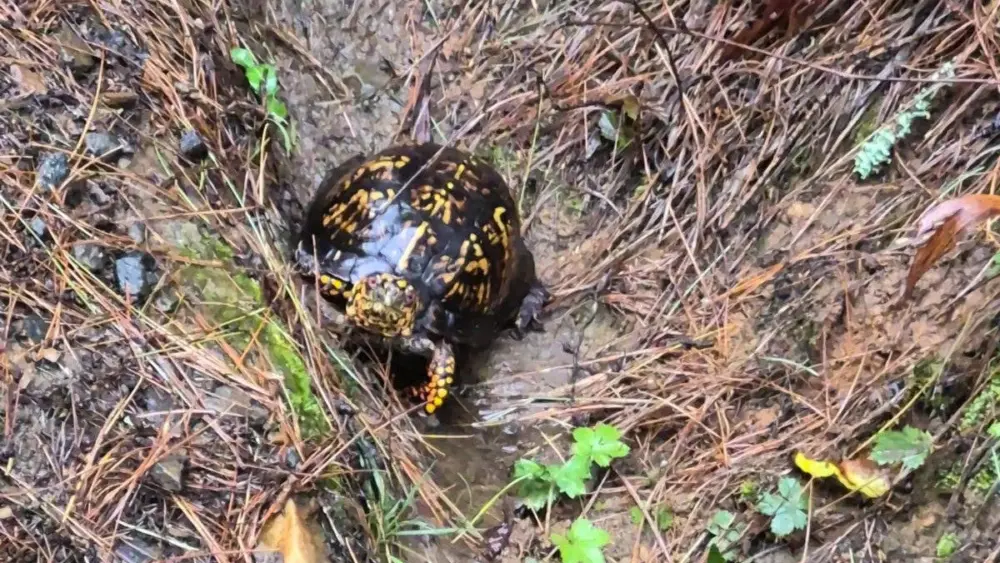 christycraigturtle