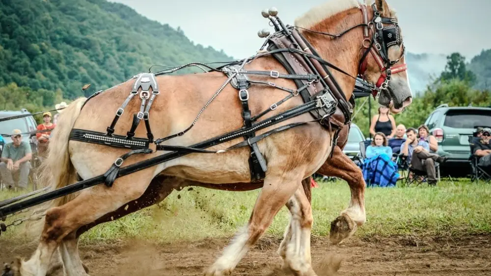 horse-2