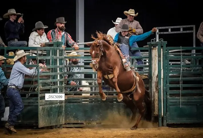 rodeo-8