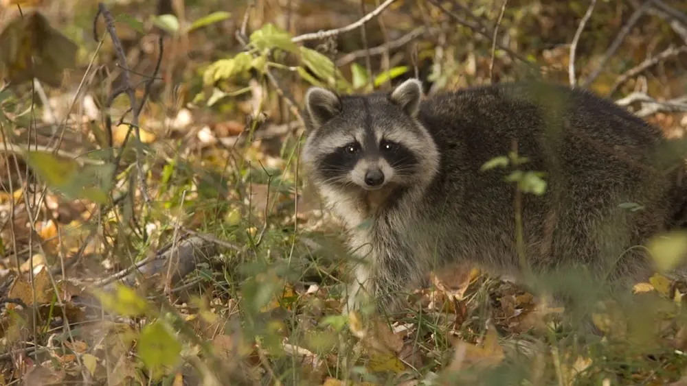 raccoon-06ws0003-0857-usda-anson-eaglin
