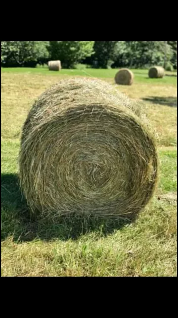 hay-3