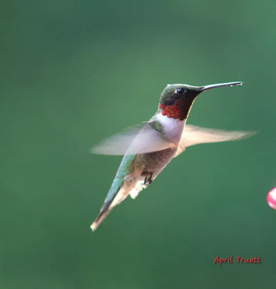 birds00009220