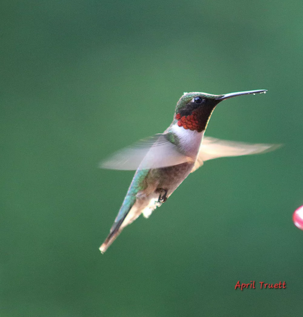 birds00009220