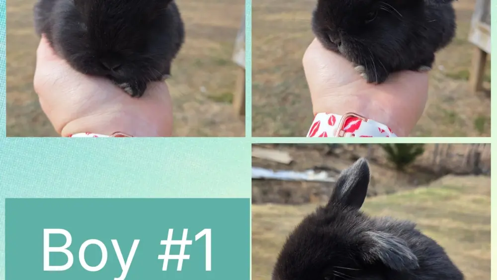 collage_2026-02-10_20_42_01