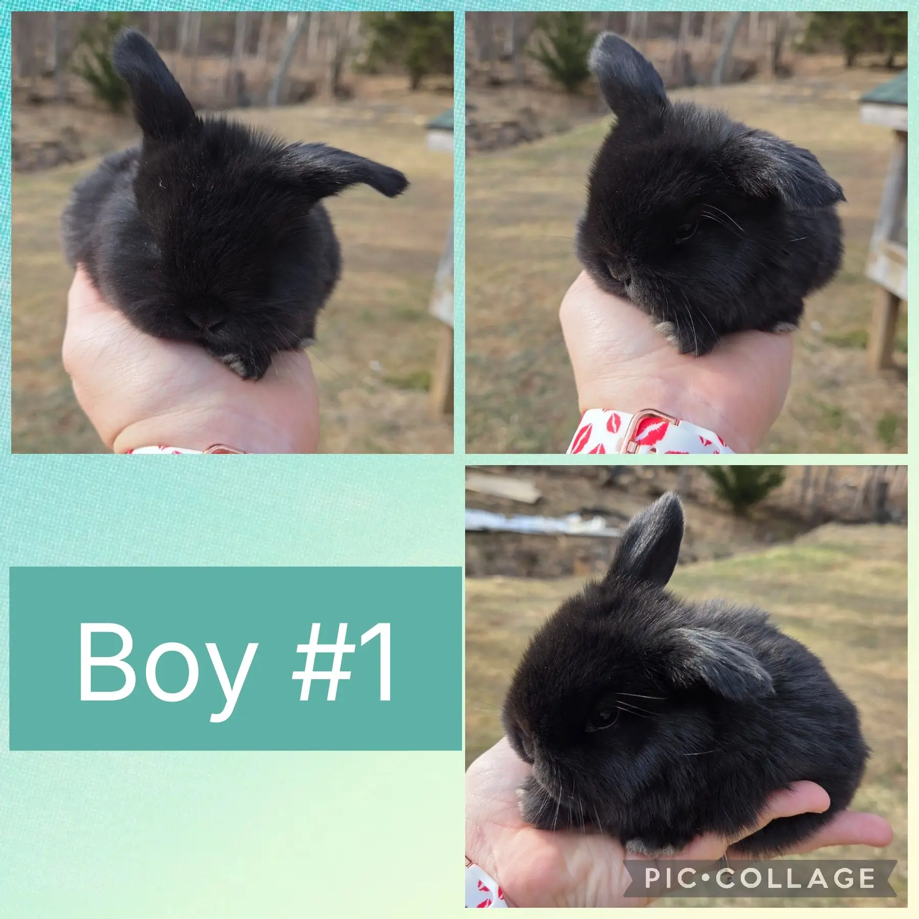 collage_2026-02-10_20_42_01