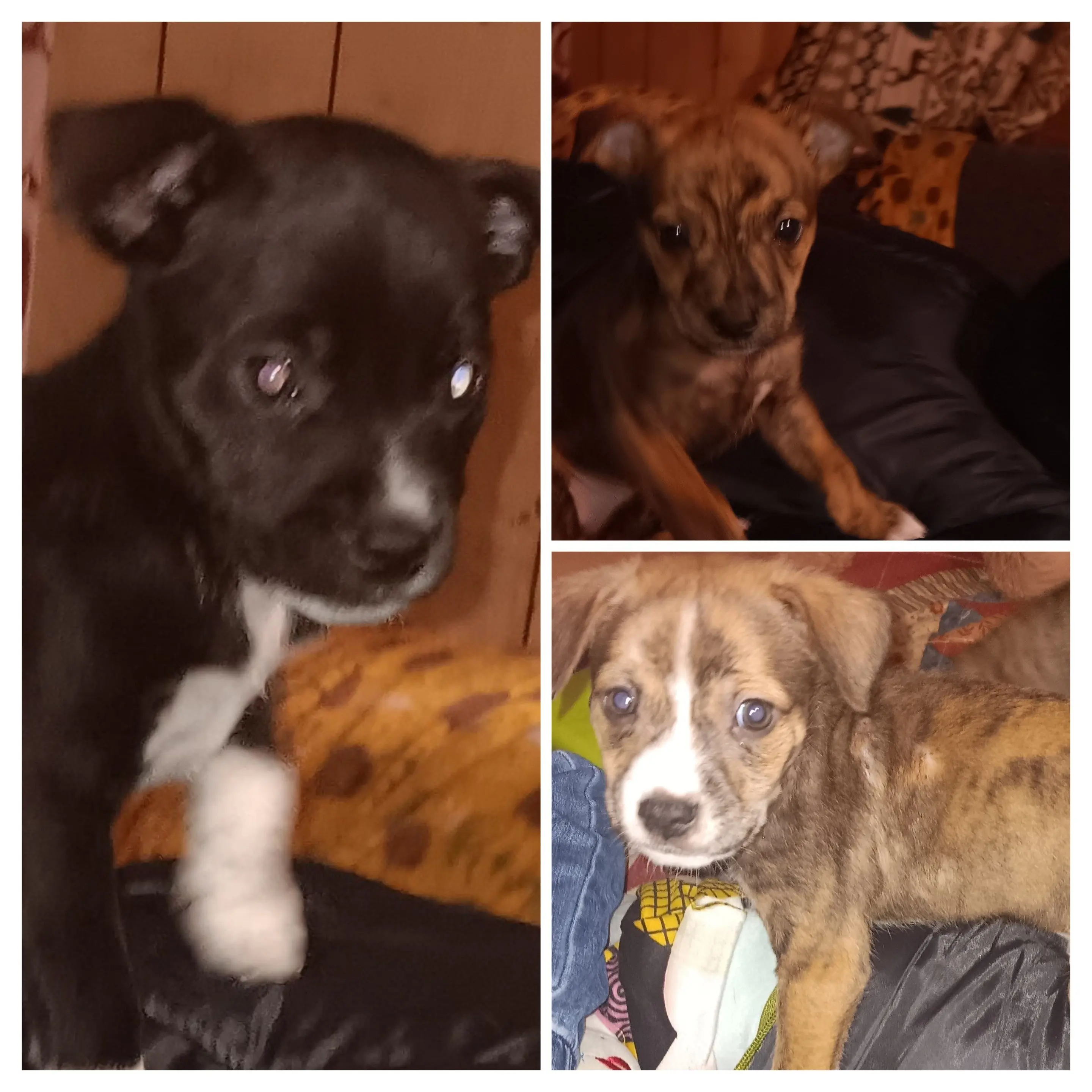 20251112_185717-collage