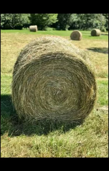 hay-2