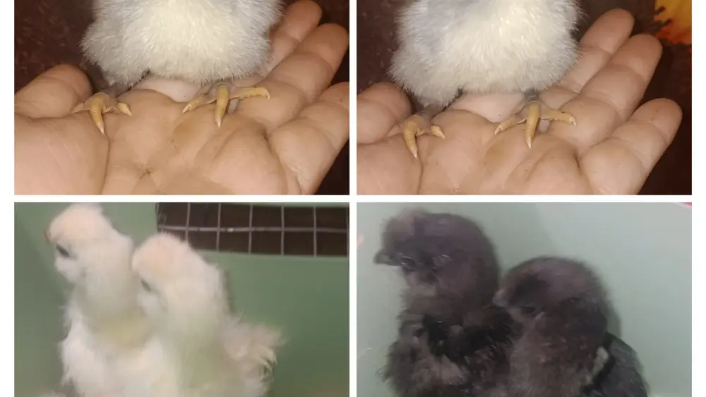 20260427_121517-collage-2