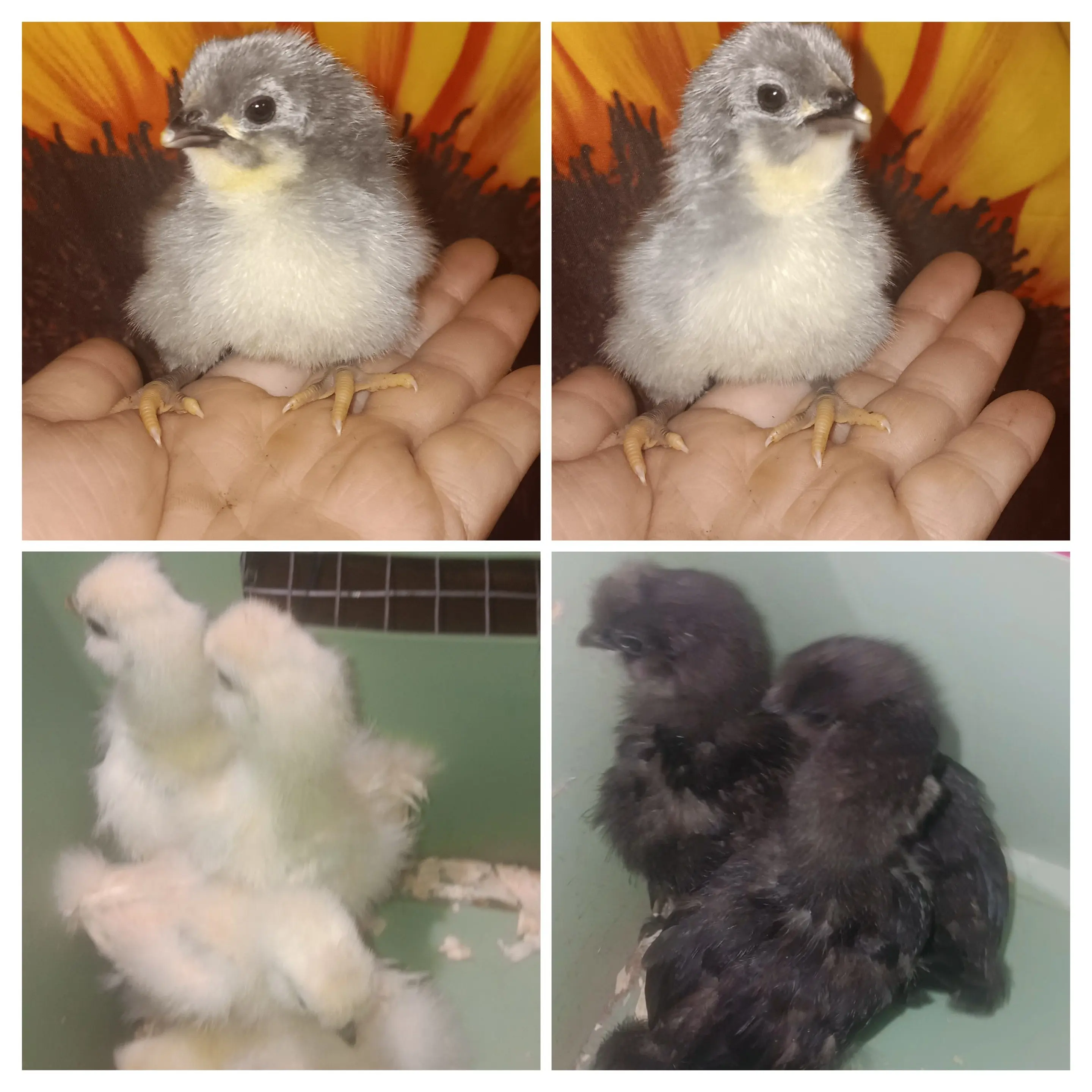 20260427_121517-collage-2