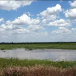 DNR Reports Increase of Bird Flu at Goose Pond Fish and Wildlife Area