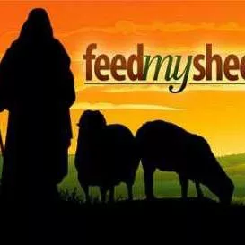 feed-my-sheep-5