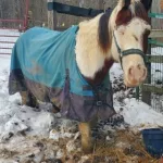 Three Arrested in Martin County Horse Neglect Case