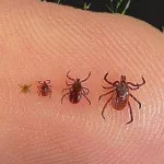 Health Officials Warn Hoosiers to Watch for Ticks as Activity Increases
