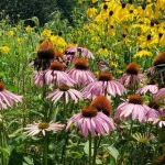 Pollinator Walk at West Boggs Park Set for June 26