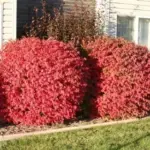 Free Native Shrubs Offered to Replace Invasive Plants in Daviess, Martin, and Orange Counties