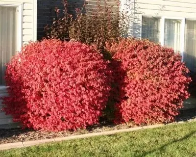 burningbush-lesliejmehrhoff-uconn-bugwood