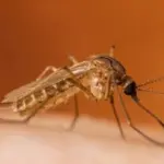 West Nile Virus Detected in Knox County Mosquitoes; No Human Cases Reported
