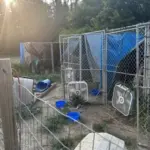 Vincennes Animal Shelter Caring for Dogs from Hoarding Case