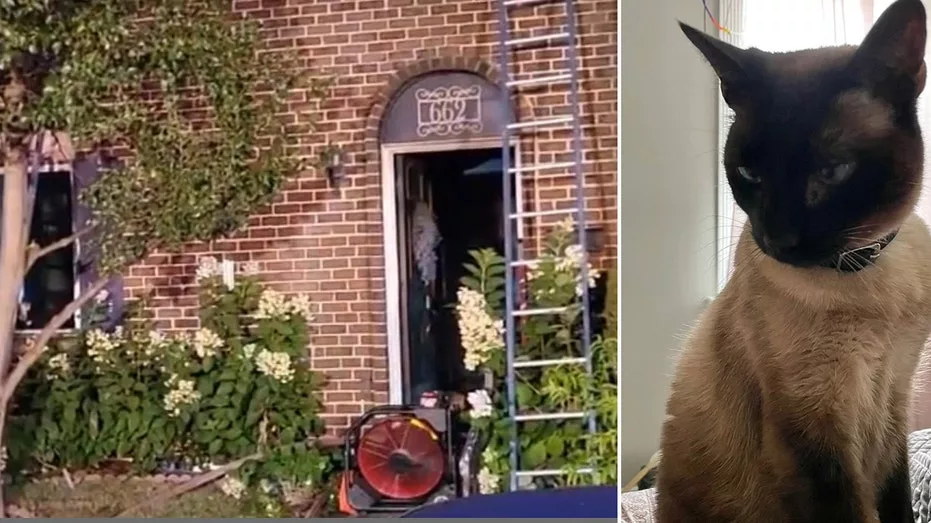 fire-hero-cat-featured344547