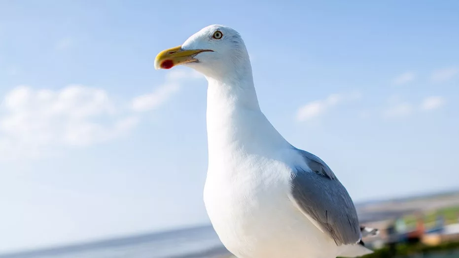 seagull851828