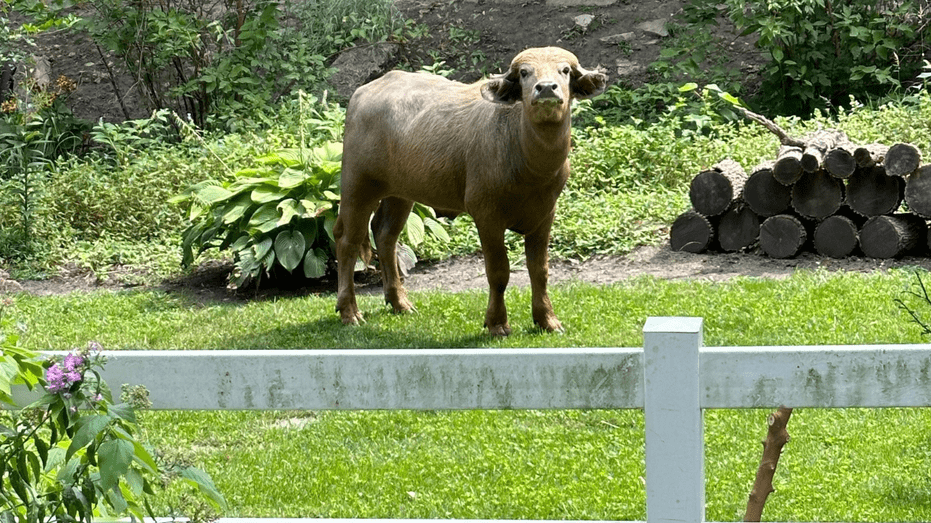iowa-buffalo140599