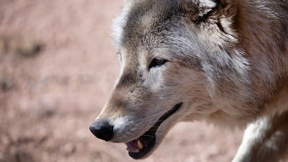 colorado-wolf-closeup655243