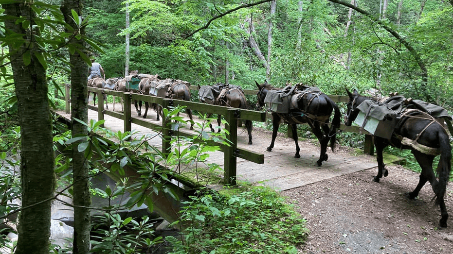 ranchers-lead-mules-through-debris-in-north-carolina-to-bring-supplies-to-communities-in-need73957