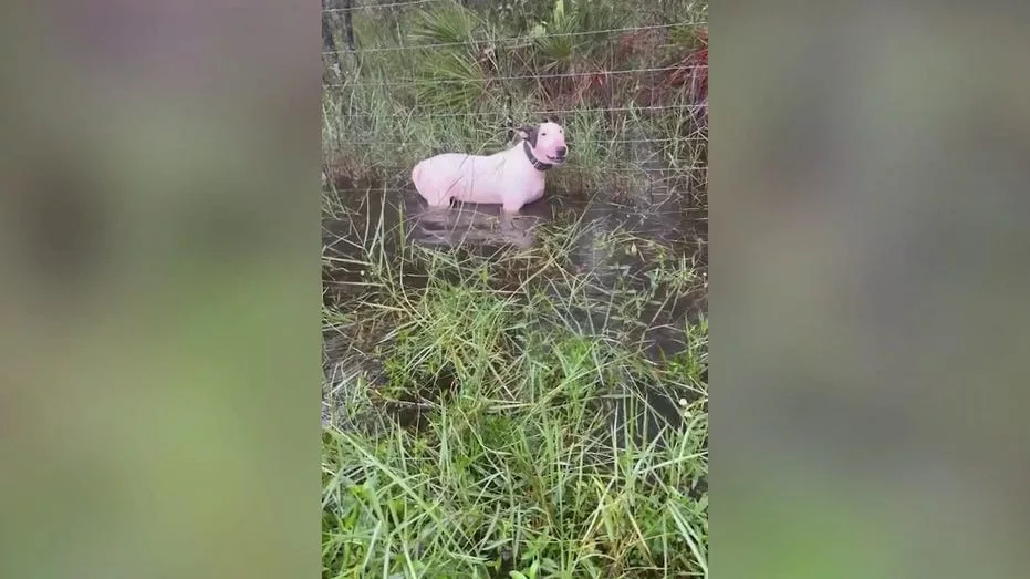 florida-troopers-rescue-dog-tied-to-pole-as-hurricane-milton-barrels-toward-state-1458263