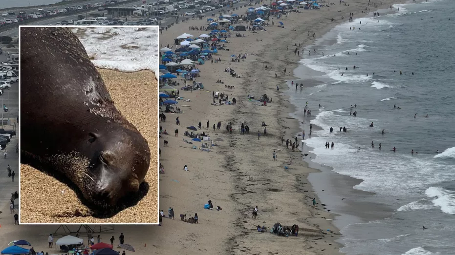 ca-sea-lion-shot-orange-county-1640035