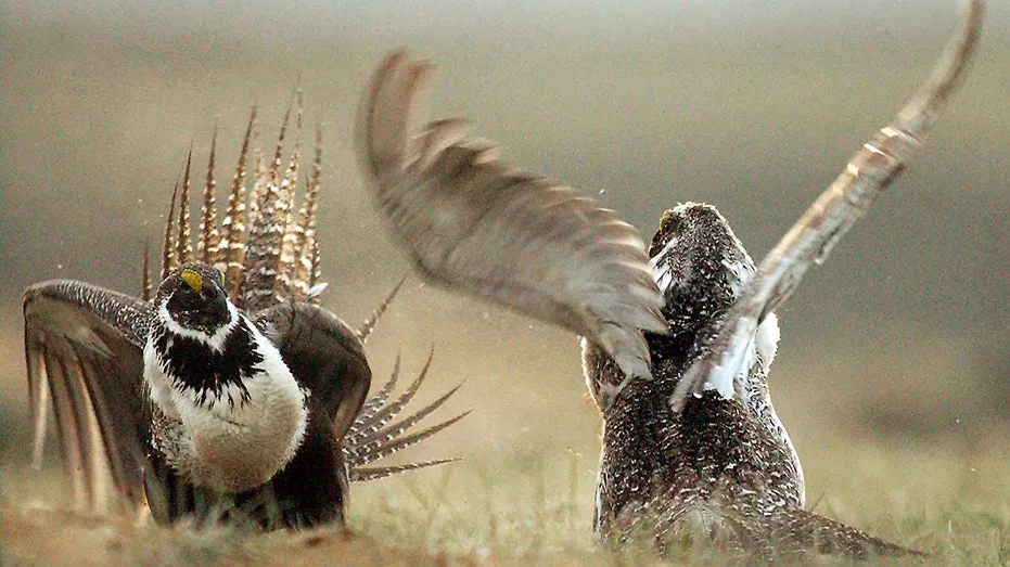 sage-grouse-biden458579