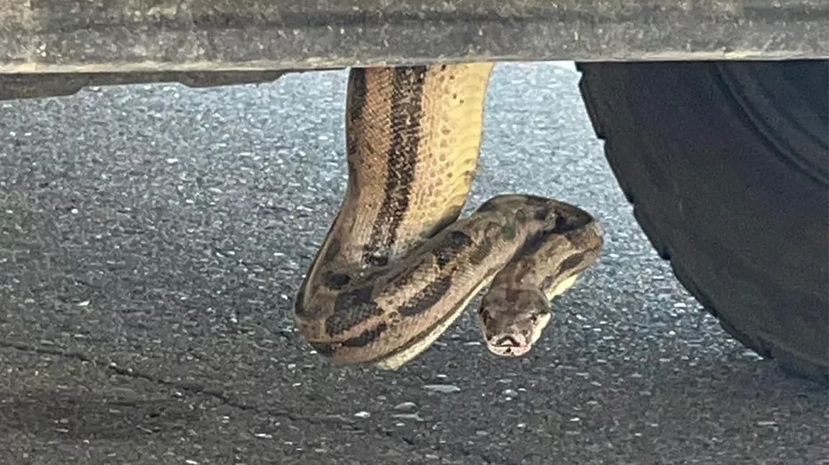 snake-under-truck202840