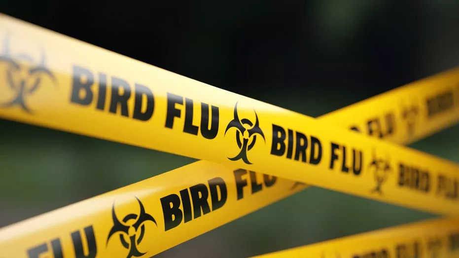 bird-flu-caution-tape596121