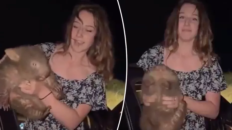 us-tourist-in-australia-wombat-mother-1742377