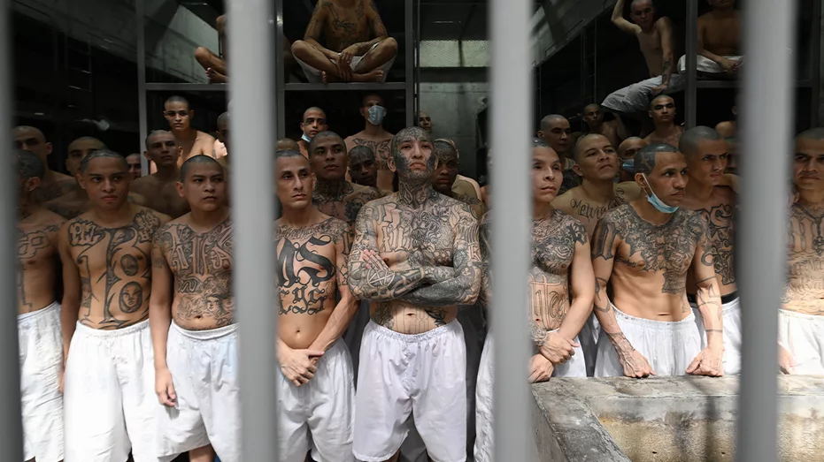 ms-13831280